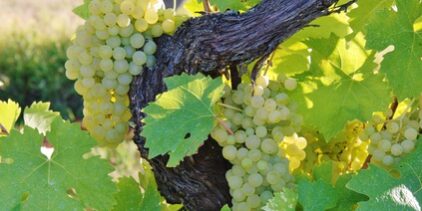 grappoli d’uva